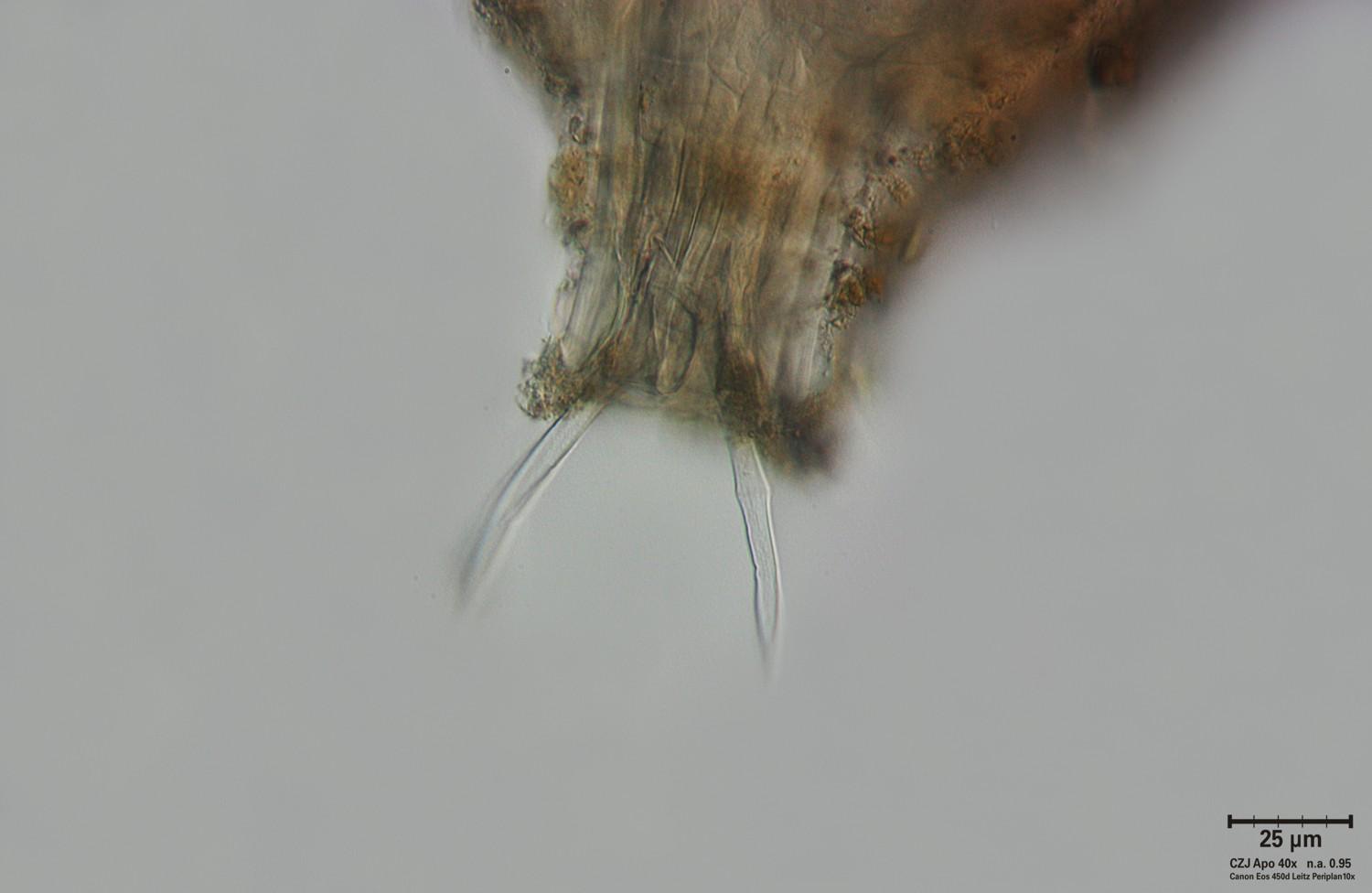 Rotifero da identificare